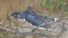 Zambia anthrax outbreak prompts warnings against eating dead wildlife